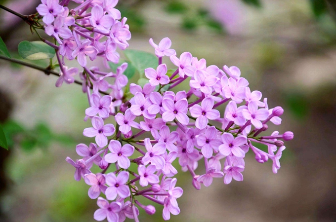 丁香花可以扦插繁殖吗-丁香花如何剪枝并栽