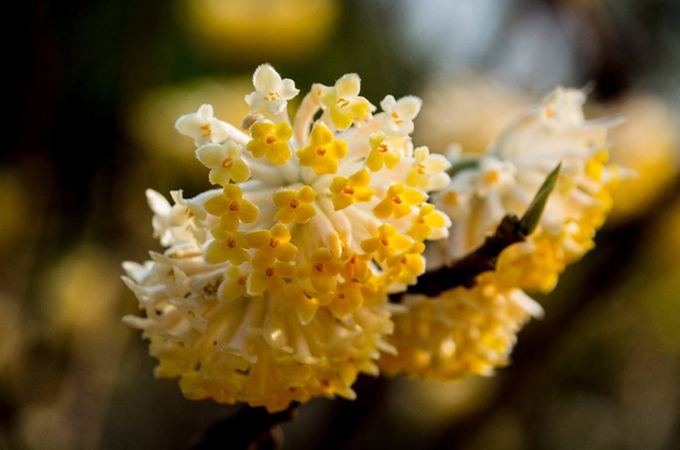 结香花怎么种（结香花怎么扦插）