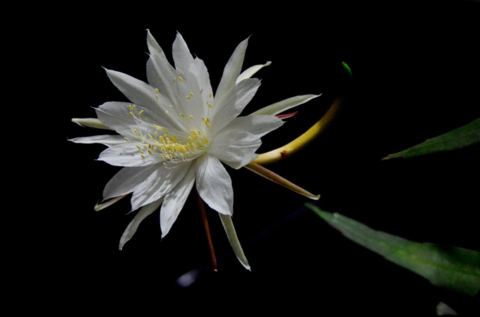 冬季昙花怎么浇水（昙花冬季养护）