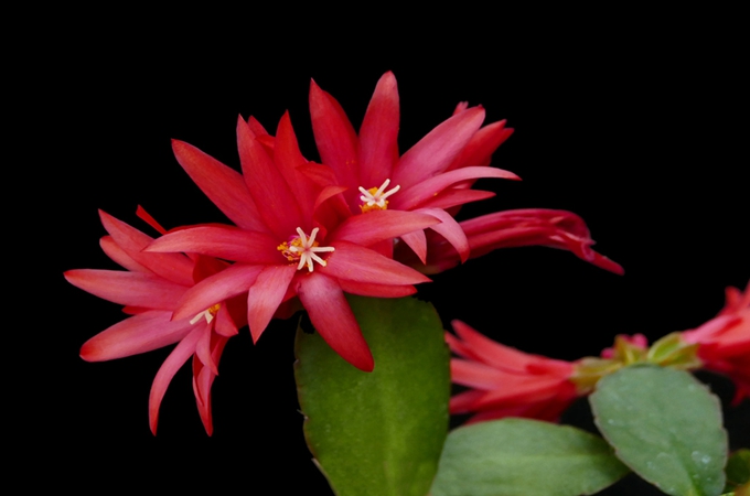 昙花的扦插方法和注意事项（昙花怎样扦插）