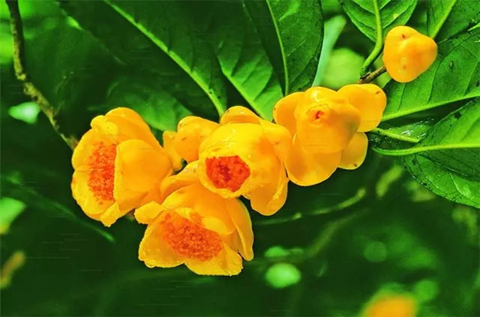 金花茶移栽注意事项_金花茶种植方法及养护