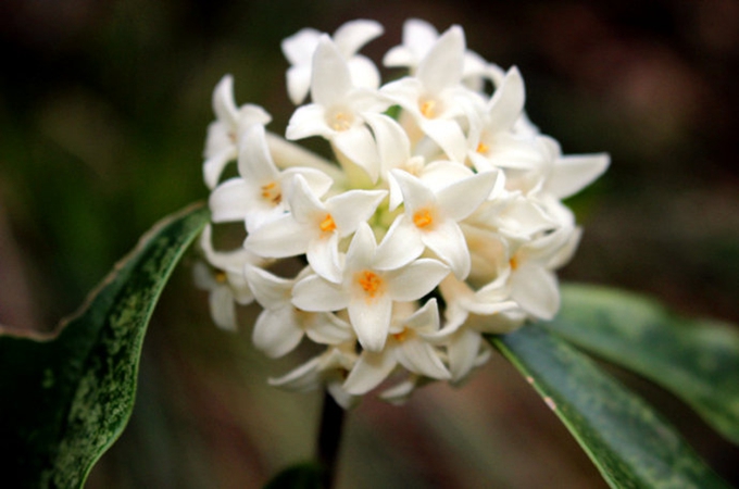 瑞香花的种植及养护_冬季瑞香花怎么养
