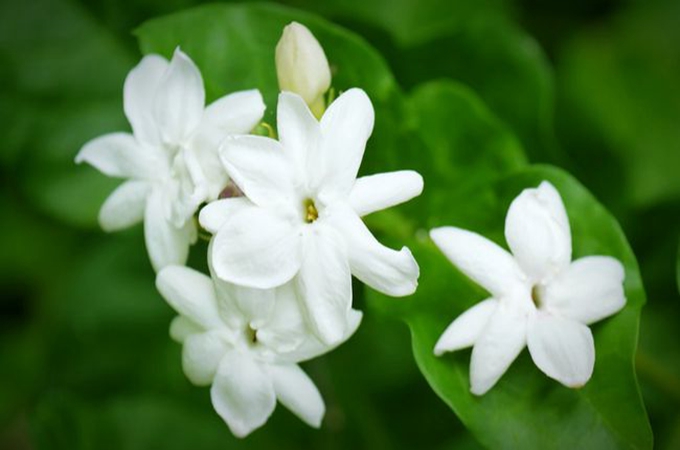 茉莉花的冬季_茉莉花的花语是