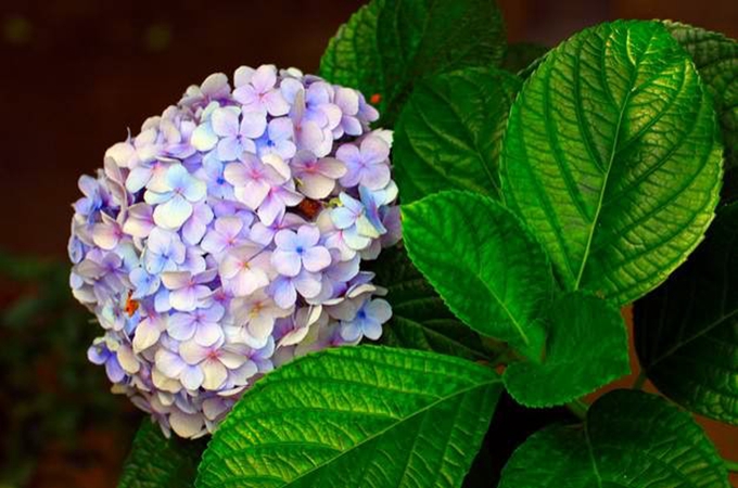 绣球花什么时候换盆比较好-绣球花什么季节换盆