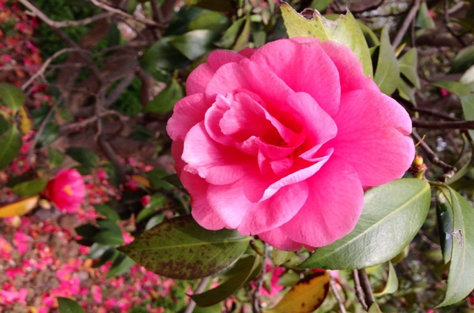 茶花适合施什么肥料|茶花施什么肥
