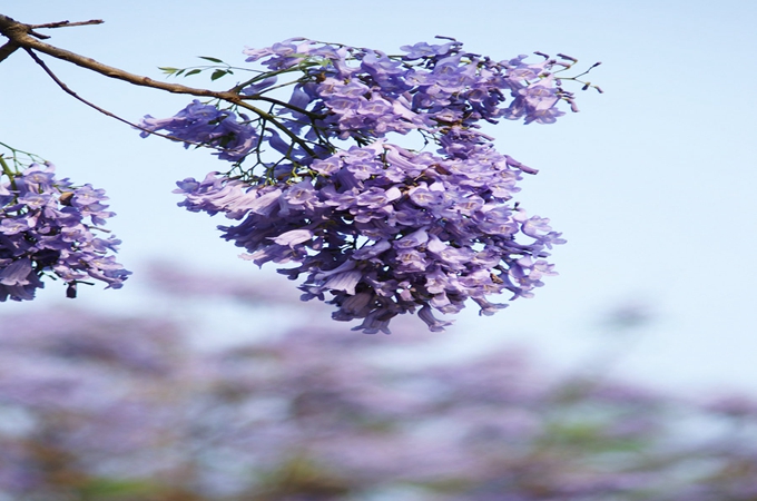 蓝花楹移栽修剪方法_蓝花楹怎么繁殖