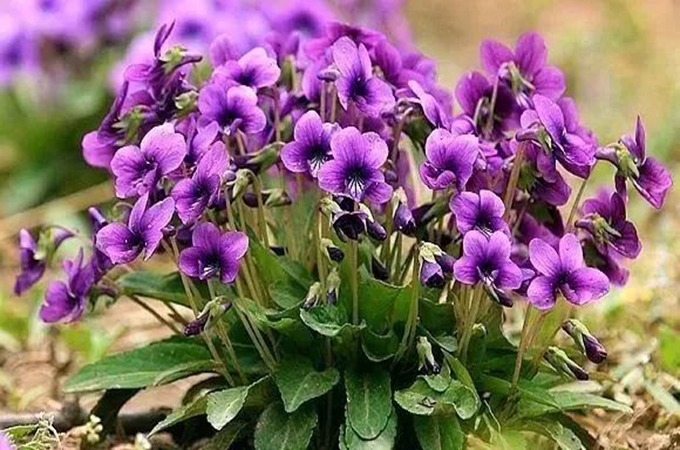 紫花地丁怎么种植（紫花地丁有什么用）