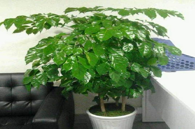 幸福树开花什么预兆_幸福树开花吗幸福树开花什么预兆呢