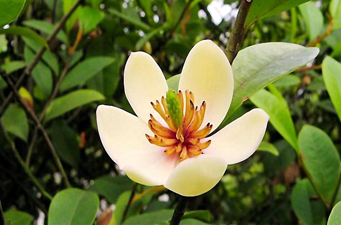 含笑花怎么养护（含笑花怎么修剪）