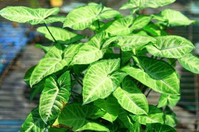 合果芋的功效与作用|合果芋图片