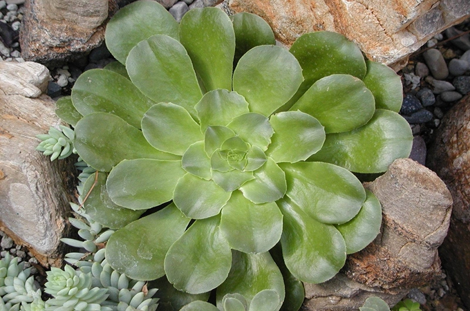 莲花掌怎样修剪|莲花掌怎么浇水