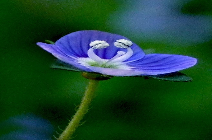 阿拉伯婆婆纳的花语|婆罗花花语