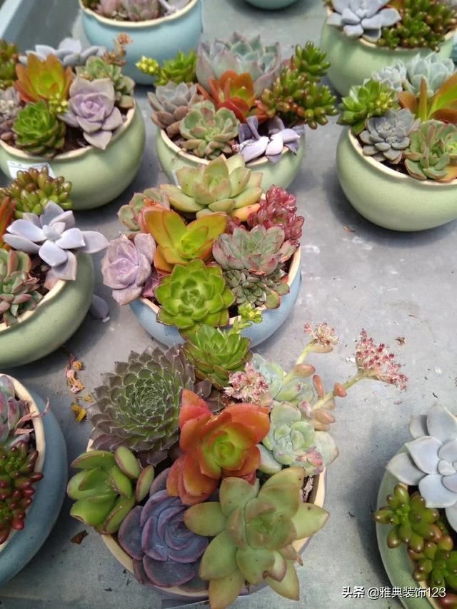 送老师什么盆栽好,小型植物？