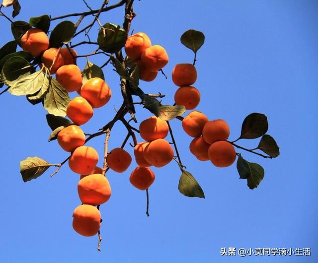 川渝地区适合种植哪些水果？