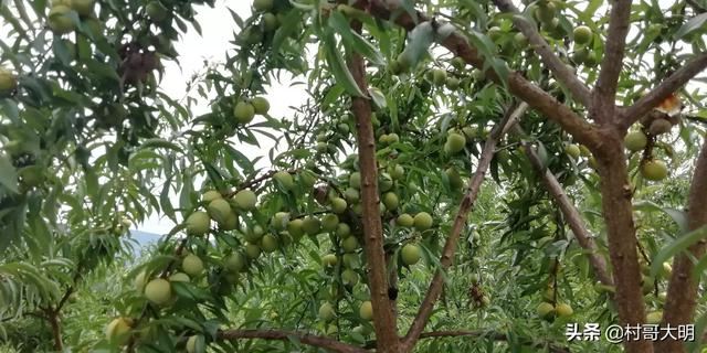 川渝地区适合种植哪些水果？
