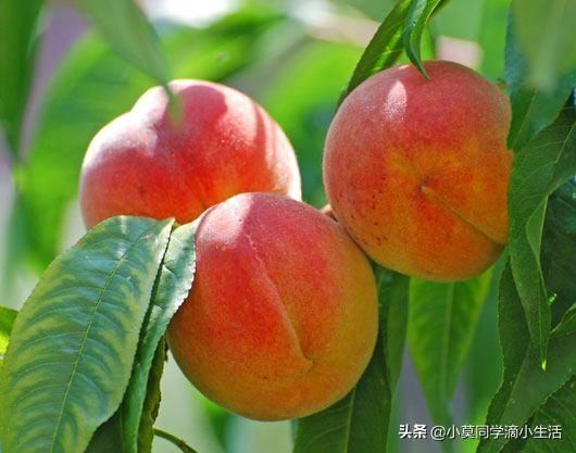 川渝地区适合种植哪些水果？