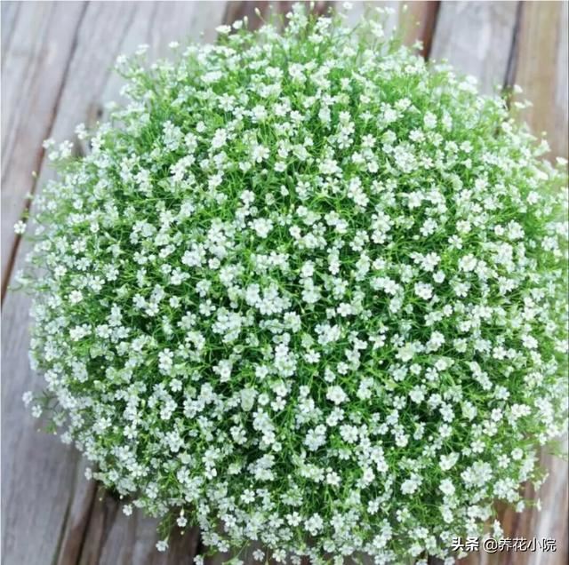 送老师什么盆栽好,小型植物？