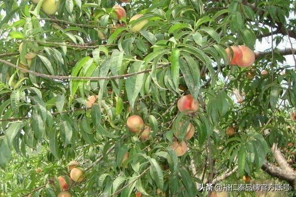 川渝地区适合种植哪些水果？