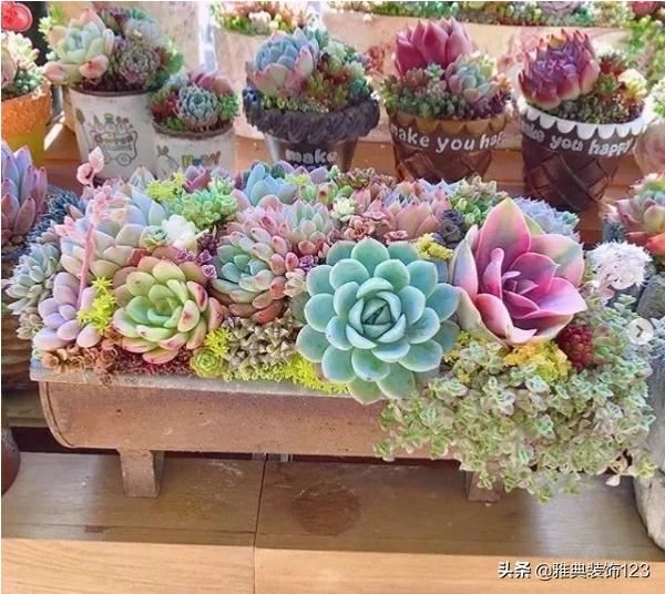 送老师什么盆栽好,小型植物？