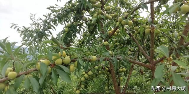 川渝地区适合种植哪些水果？