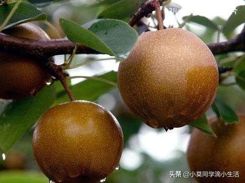 川渝地区适合种植哪些水果？
