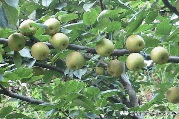 川渝地区适合种植哪些水果？