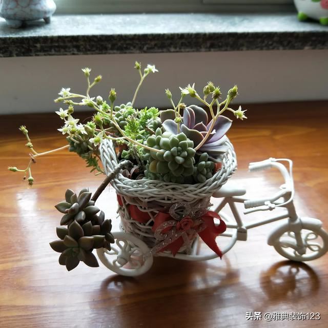 送老师什么盆栽好,小型植物？
