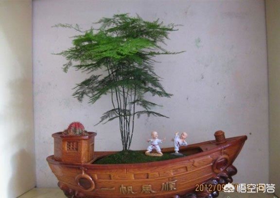 送老师什么盆栽好,小型植物？
