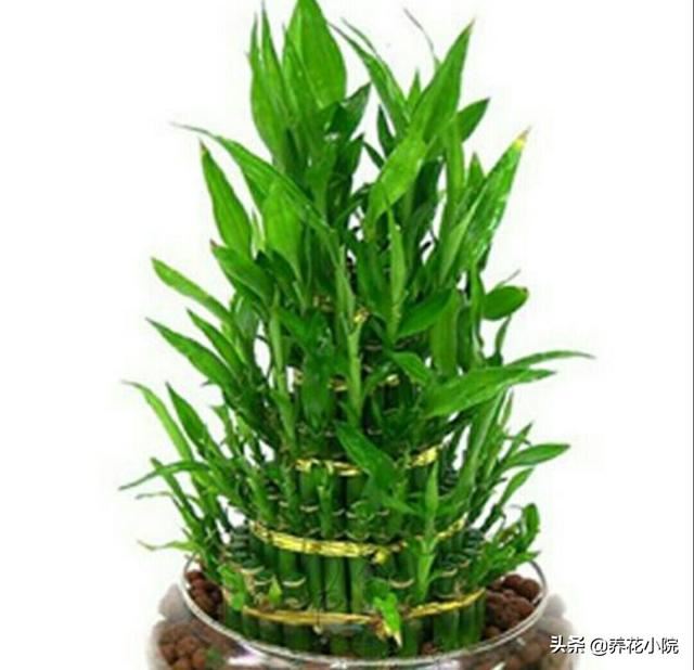 送老师什么盆栽好,小型植物？