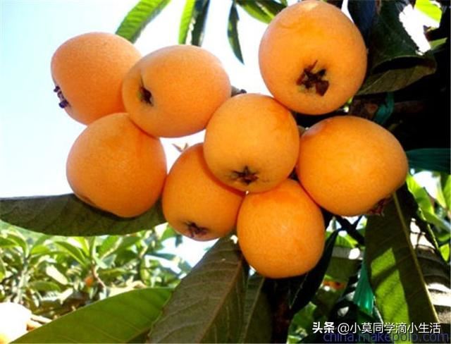 川渝地区适合种植哪些水果？