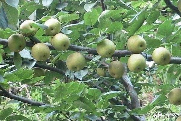 川渝地区适合种植哪些水果？