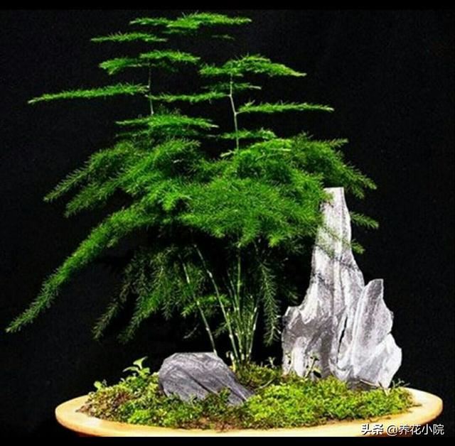 送老师什么盆栽好,小型植物？