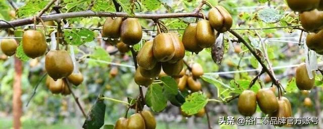川渝地区适合种植哪些水果？