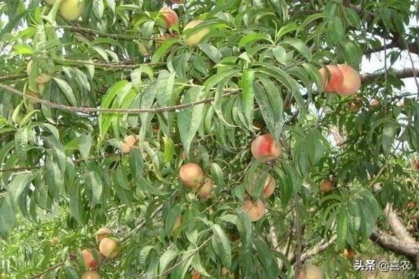 川渝地区适合种植哪些水果？