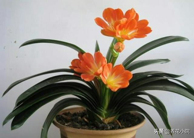 送老师什么盆栽好,小型植物？