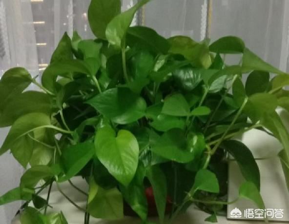 乔迁新居送什么礼物？