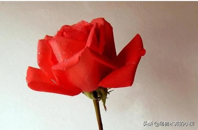 情人节送黄花什么意思？