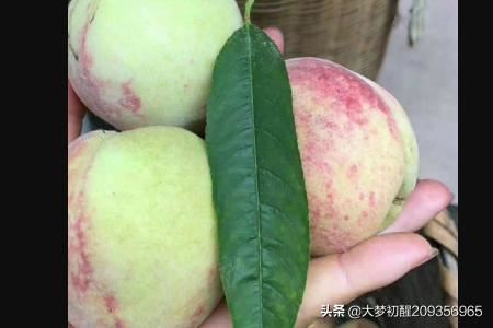端午节去男朋友家应该带什么礼品？