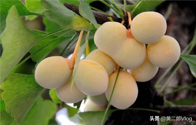 甘肃特产有哪些值得带走？
