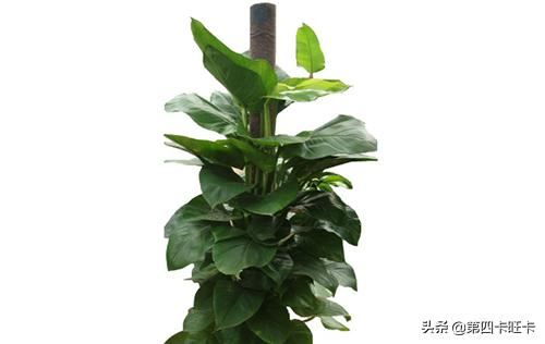 朋友开店送什么礼物好？