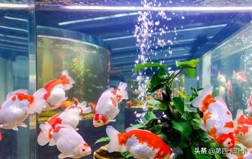 朋友开店送什么礼物好？