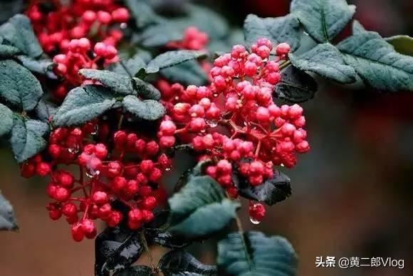 甘肃特产有哪些值得带走？