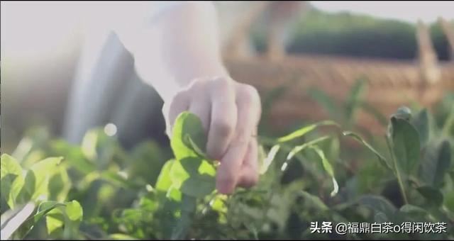 本人喜欢喝茶，可银子不多，想在网上买茶，请问哪个平台最好？