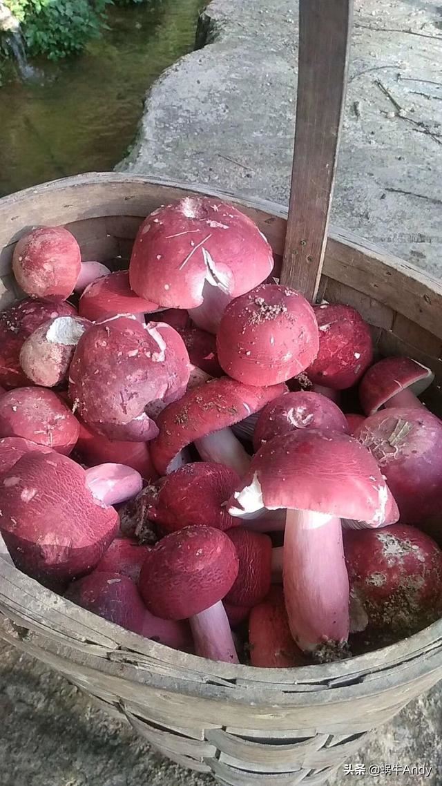 广西有哪些特产是值得带的？