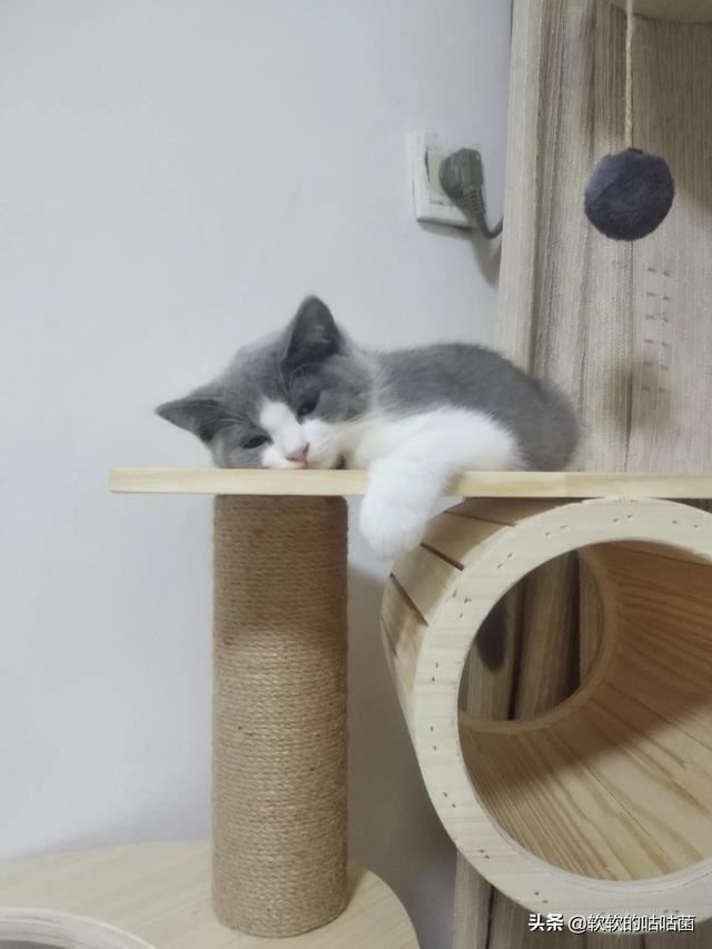怎样与陌生的猫沟通？