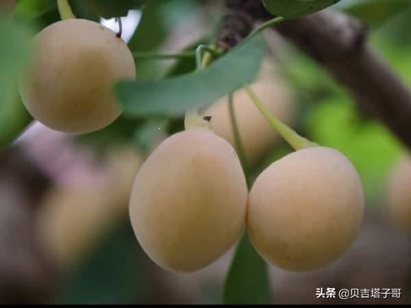 潮汕古溪特产是什么？