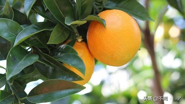 回答广州特产购物必买清单？