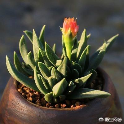 我男朋友爱玩手游，我应该送什么礼物给他呢？