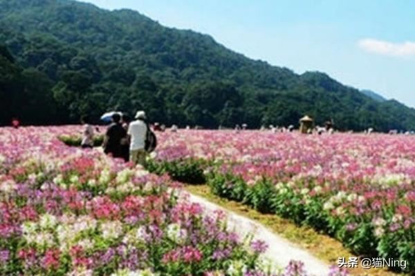 母亲节送什么礼物,最实用的母亲节礼物排行榜？