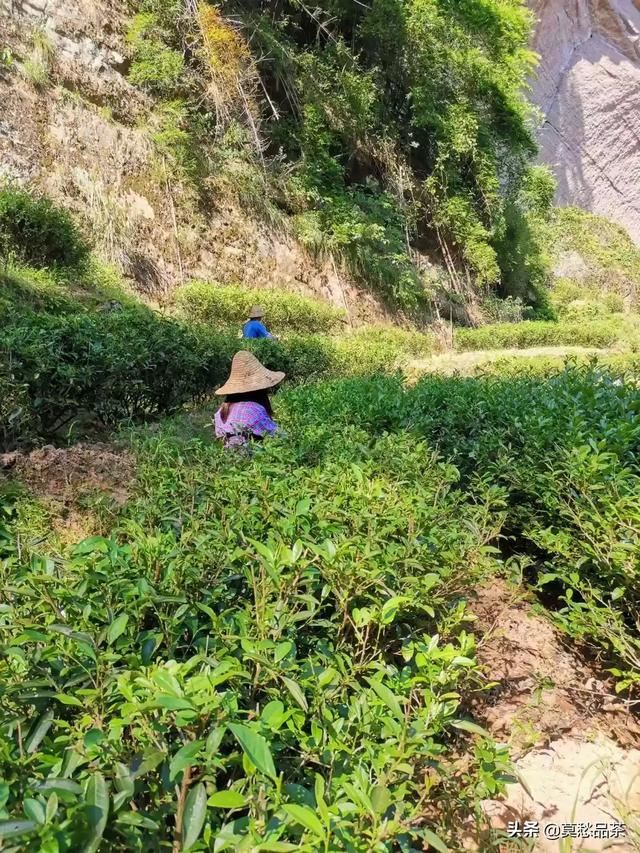 回答给领导送礼送什么茶叶比较好？
